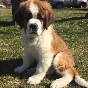 Meet your Posher, Natalie